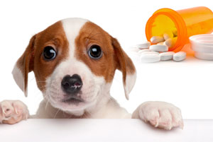 can dog take amoxicillin humans